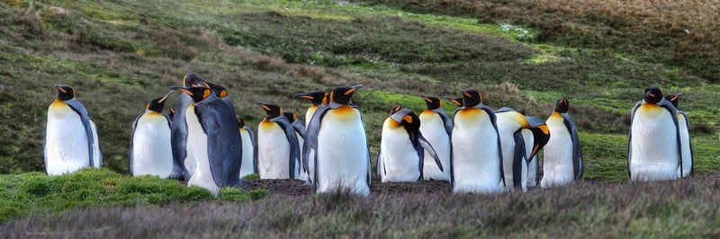 Join group expeditions