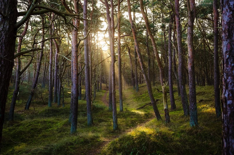 Forest Expedition